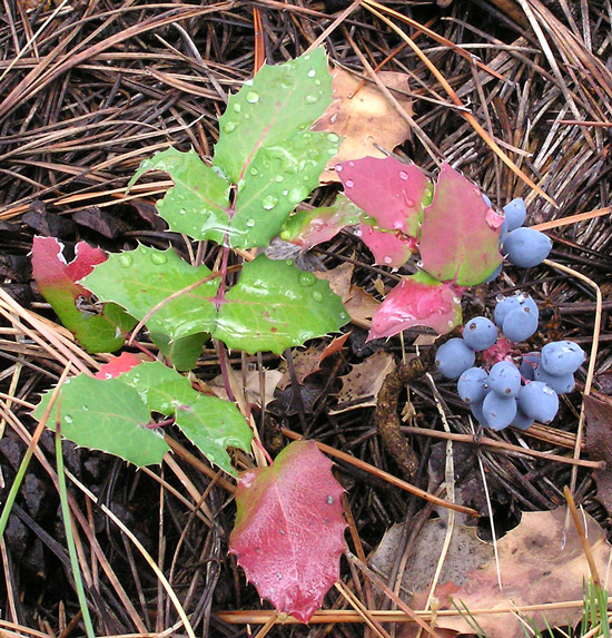 creeping mahonia